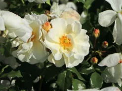 Bodendecker-Rose 'Diamant' ® 19 Bodendecker-Rose 'Diamant' ® -Deutschland Garten Funk Verkaufs-Shop bodendecker rose diamant m002948 w 2