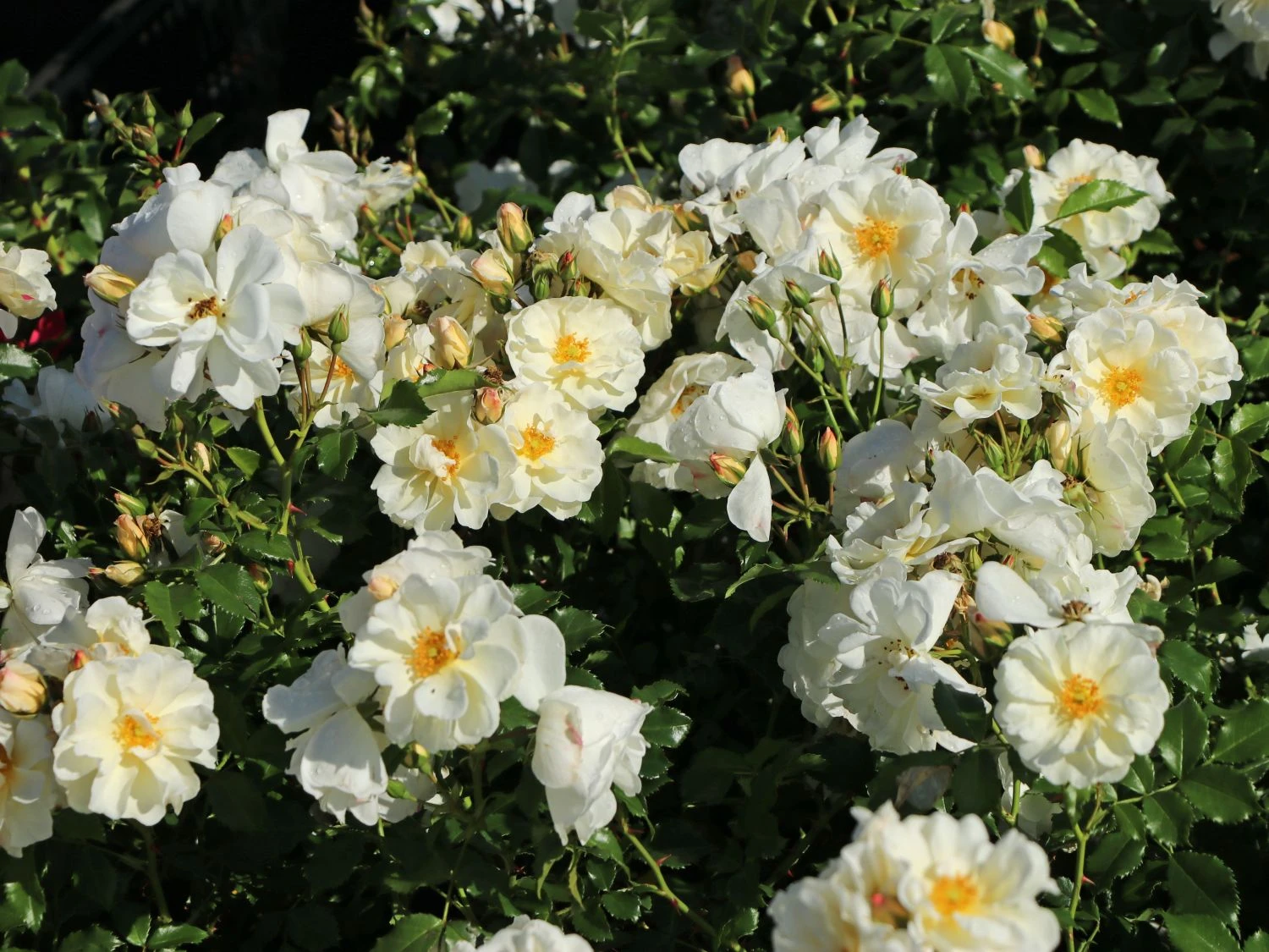 Bodendecker-Rose 'Diamant' ® 2 Bodendecker-Rose 'Diamant' ® – Bild 2