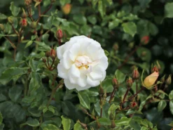 Bodendecker-Rose 'Diamant' ® 17 Bodendecker-Rose 'Diamant' ® -Deutschland Garten Funk Verkaufs-Shop bodendecker rose diamant m002948 w 4