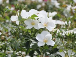 Bodendecker-Rose 'Escimo' ®