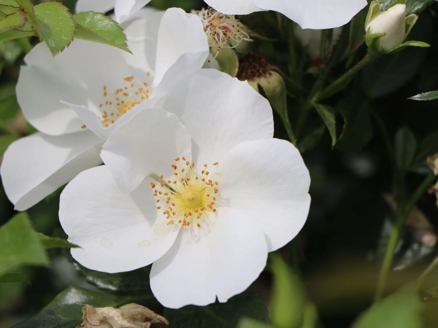 Bodendecker-Rose 'Escimo' ® 10 Bodendecker-Rose 'Escimo' ® – Bild 10