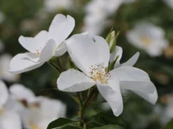 Bodendecker-Rose 'Escimo' ® 18 Bodendecker-Rose 'Escimo' ® -Deutschland Garten Funk Verkaufs-Shop bodendecker rose escimo m009334 w 1