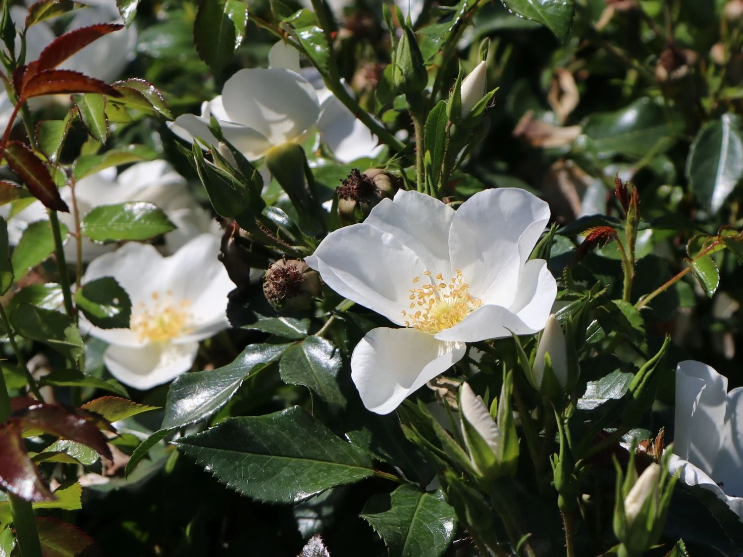 Bodendecker-Rose 'Escimo' ® 6 Bodendecker-Rose 'Escimo' ® – Bild 6