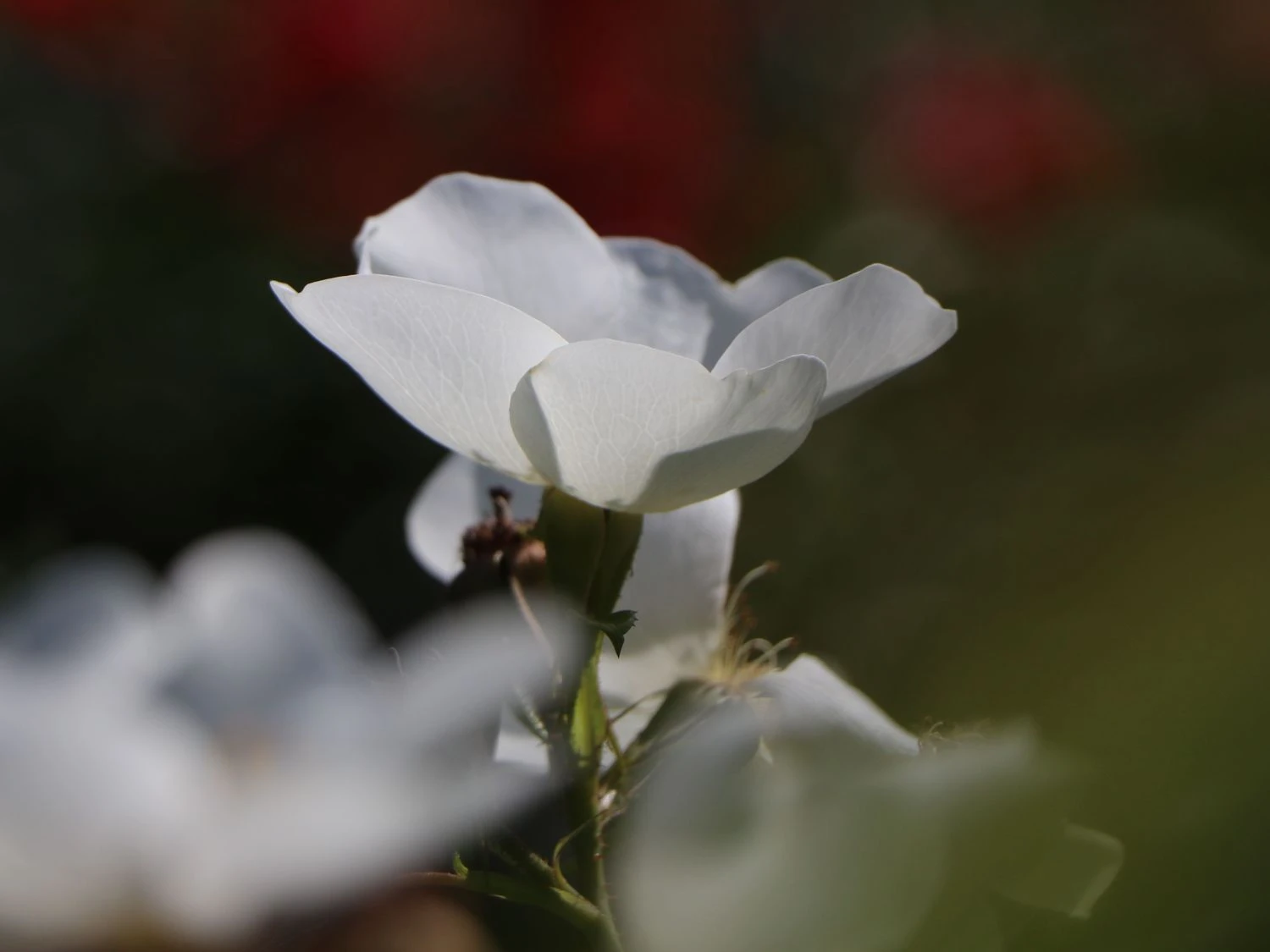 Bodendecker-Rose 'Escimo' ® 8 Bodendecker-Rose 'Escimo' ® – Bild 8