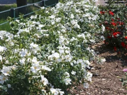 Bodendecker-Rose 'Escimo' ® 14 Bodendecker-Rose 'Escimo' ® -Deutschland Garten Funk Verkaufs-Shop bodendecker rose escimo m009334 w 4