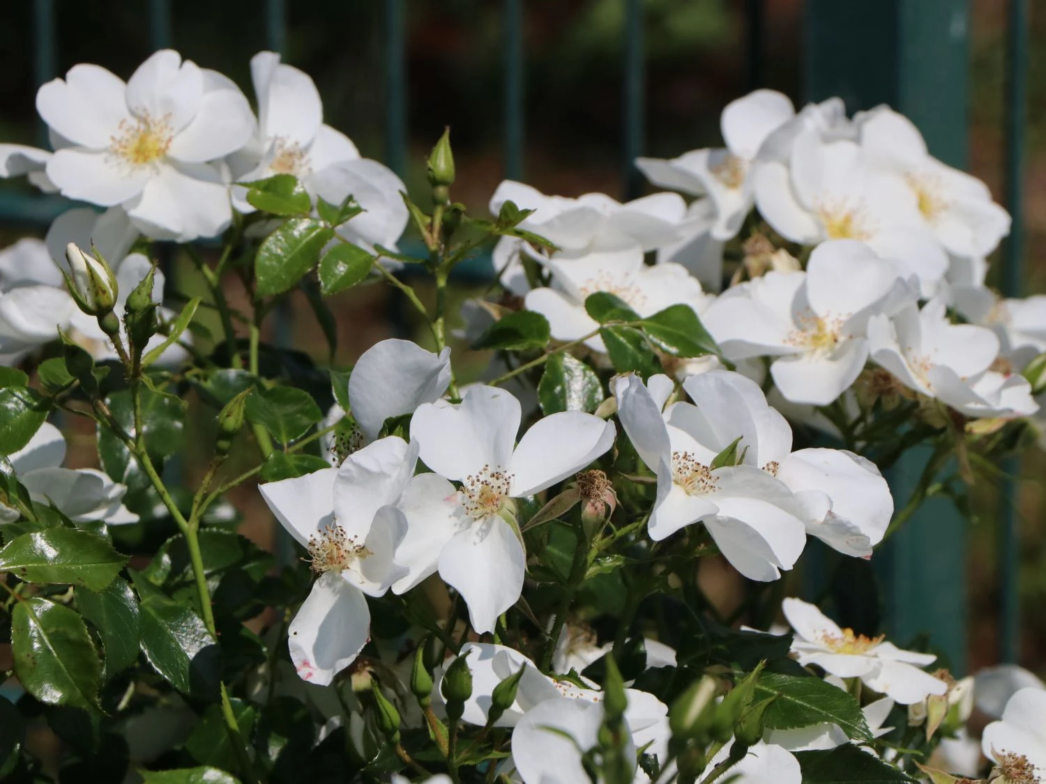 Bodendecker-Rose 'Escimo' ® 7 Bodendecker-Rose 'Escimo' ® – Bild 7