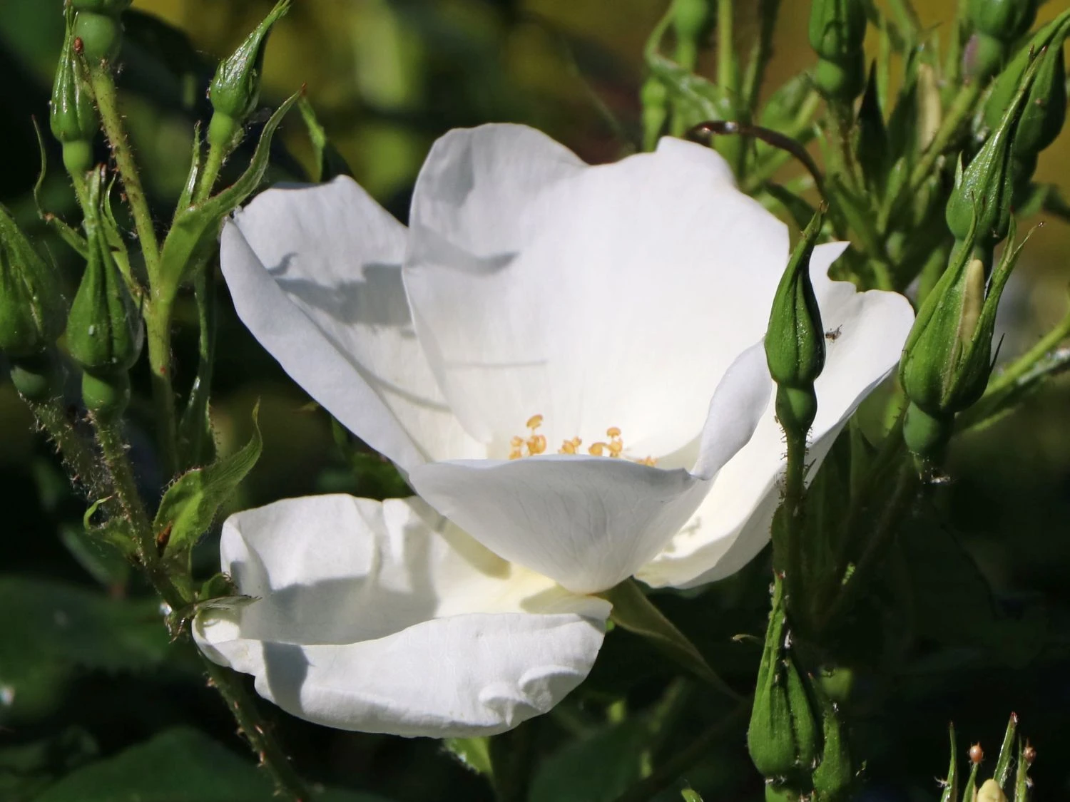 Bodendecker-Rose 'Escimo' ® 2 Bodendecker-Rose 'Escimo' ® – Bild 2