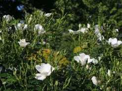 Bodendecker-Rose 'Escimo' ® 13 Bodendecker-Rose 'Escimo' ® -Deutschland Garten Funk Verkaufs-Shop bodendecker rose escimo m009334 w 7