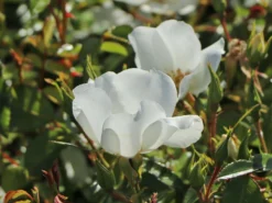 Bodendecker-Rose 'Escimo' ® 12 Bodendecker-Rose 'Escimo' ® -Deutschland Garten Funk Verkaufs-Shop bodendecker rose escimo m009334 w 8