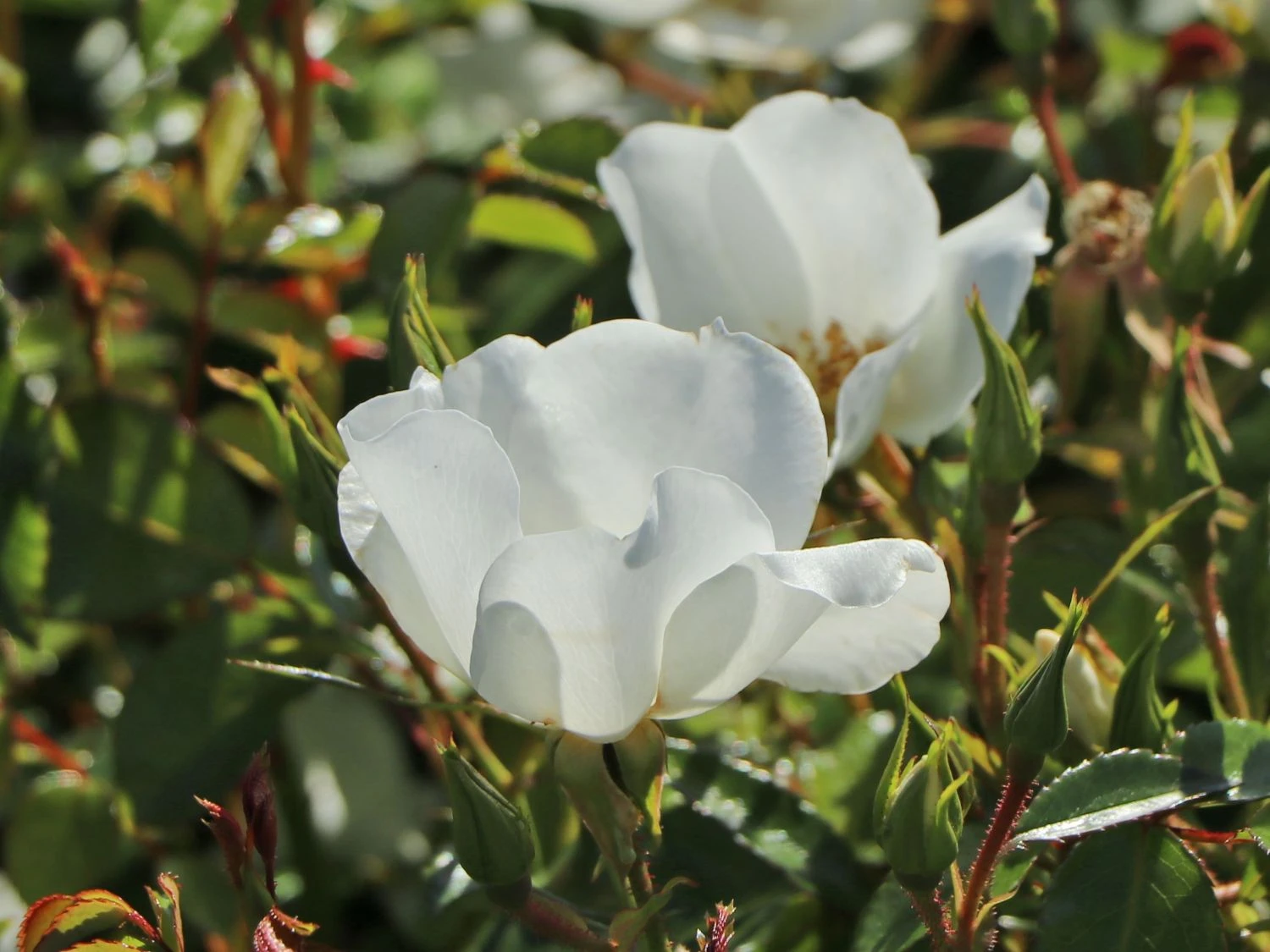 Bodendecker-Rose 'Escimo' ® 3 Bodendecker-Rose 'Escimo' ® – Bild 3