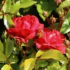 Bodendecker-Rose 'Fairy Dance' ®