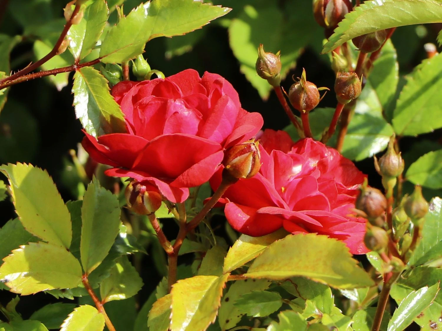 Bodendecker-Rose 'Fairy Dance' ® 1 Bodendecker-Rose 'Fairy Dance' ®