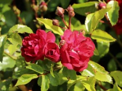 Bodendecker-Rose 'Fairy Dance' ® 6 Bodendecker-Rose 'Fairy Dance' ® -Deutschland Garten Funk Verkaufs-Shop bodendecker rose fairy dance m002964 w 0