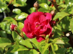 Bodendecker-Rose 'Fairy Dance' ® 7 Bodendecker-Rose 'Fairy Dance' ® -Deutschland Garten Funk Verkaufs-Shop bodendecker rose fairy dance m002964 w 1