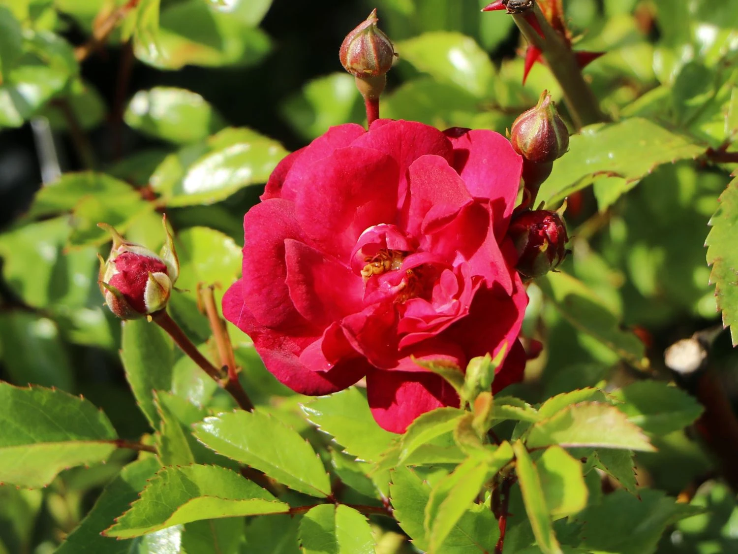 Bodendecker-Rose 'Fairy Dance' ® 4 Bodendecker-Rose 'Fairy Dance' ® – Bild 4