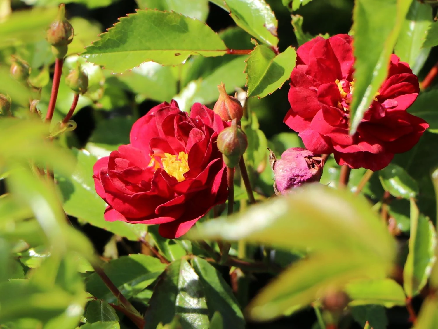 Bodendecker-Rose 'Fairy Dance' ® 2 Bodendecker-Rose 'Fairy Dance' ® – Bild 2