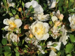 Bodendecker-Rose 'Heidesommer' ®