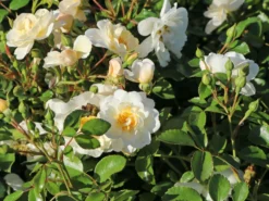 Bodendecker-Rose 'Heidesommer' ® -Deutschland Garten Funk Verkaufs-Shop bodendecker rose heidesommer m003006 w 1