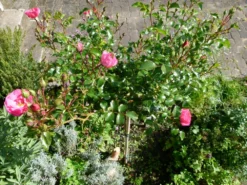 Bodendecker-Rose 'Heidetraum' ® 25 Bodendecker-Rose 'Heidetraum' ® -Deutschland Garten Funk Verkaufs-Shop bodendecker rose heidetraum m003358 215890 0