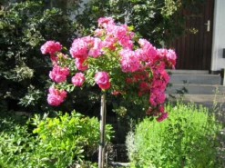 Bodendecker-Rose 'Heidetraum' ® 24 Bodendecker-Rose 'Heidetraum' ® -Deutschland Garten Funk Verkaufs-Shop bodendecker rose heidetraum m003358 215890 1