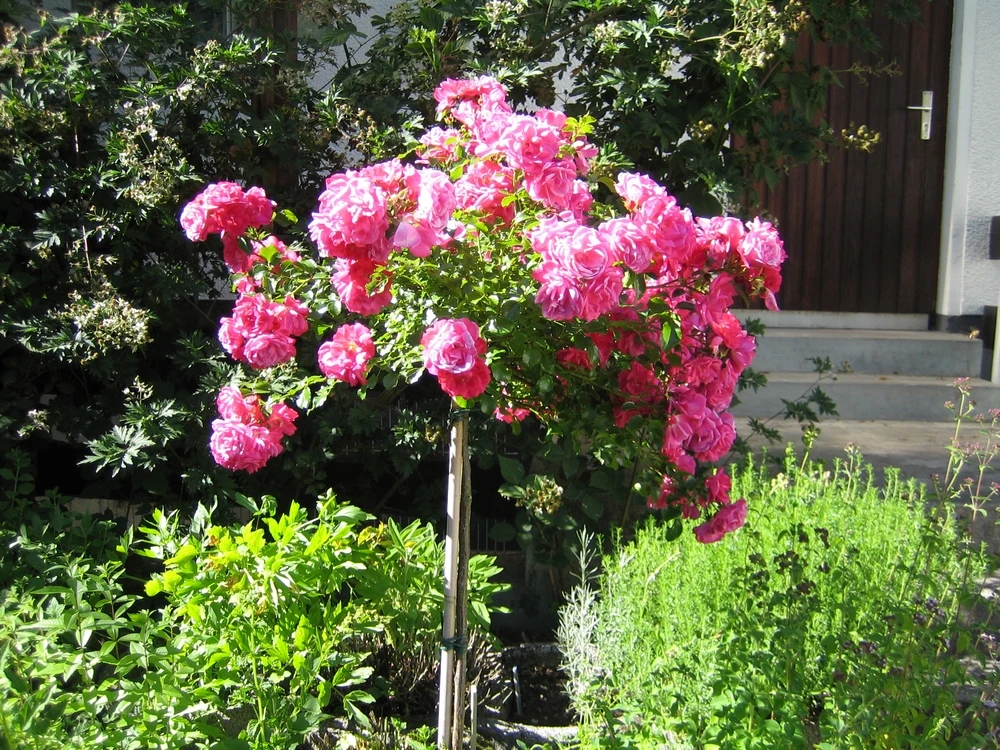 Bodendecker-Rose 'Heidetraum' ® 12 Bodendecker-Rose 'Heidetraum' ® – Bild 12