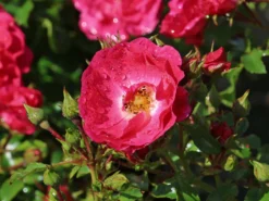 Bodendecker-Rose 'Heidetraum' ®