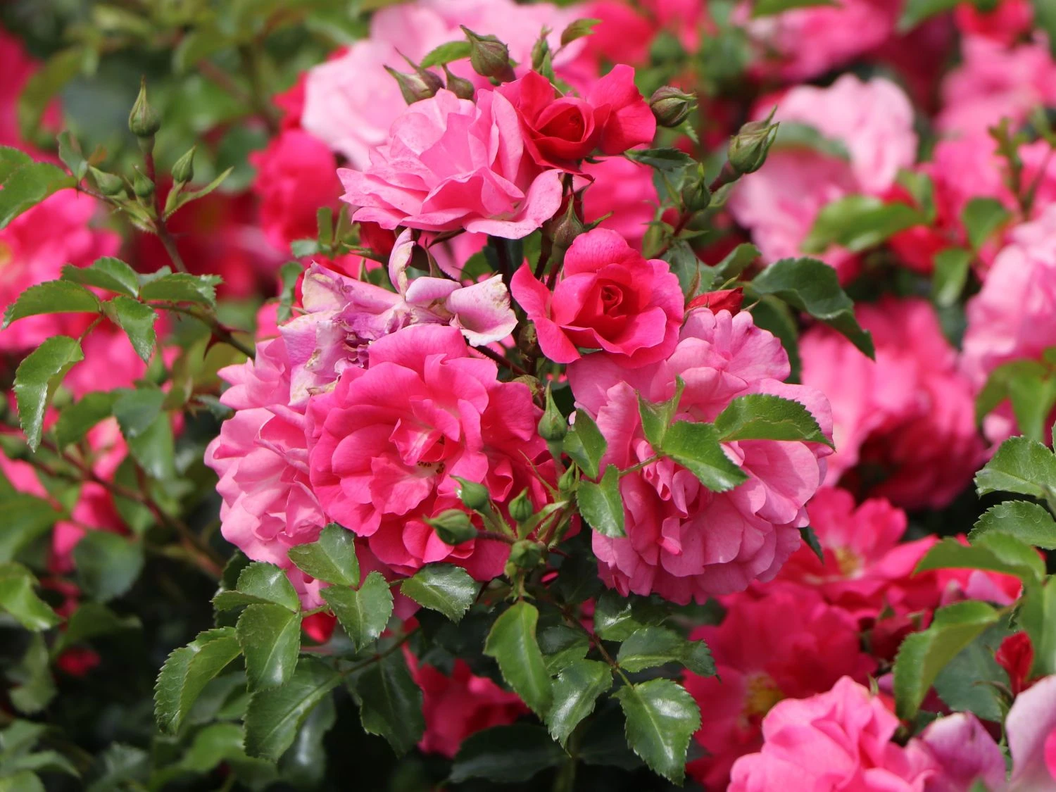 Bodendecker-Rose 'Heidetraum' ® 5 Bodendecker-Rose 'Heidetraum' ® – Bild 5