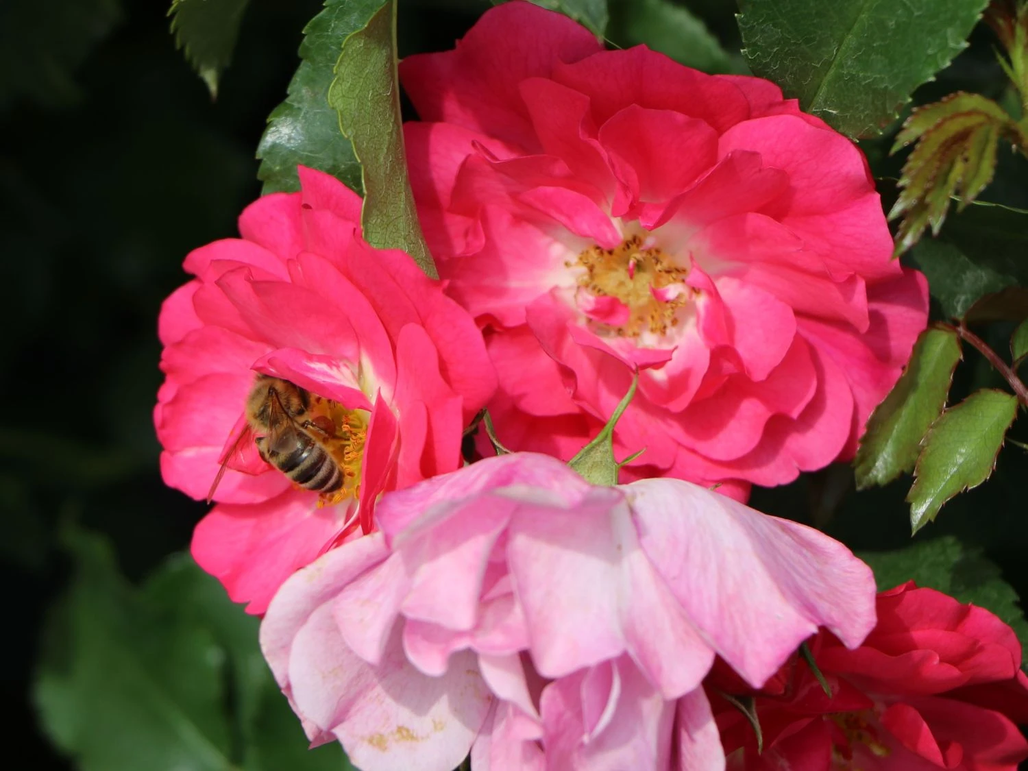 Bodendecker-Rose 'Heidetraum' ® 4 Bodendecker-Rose 'Heidetraum' ® – Bild 4