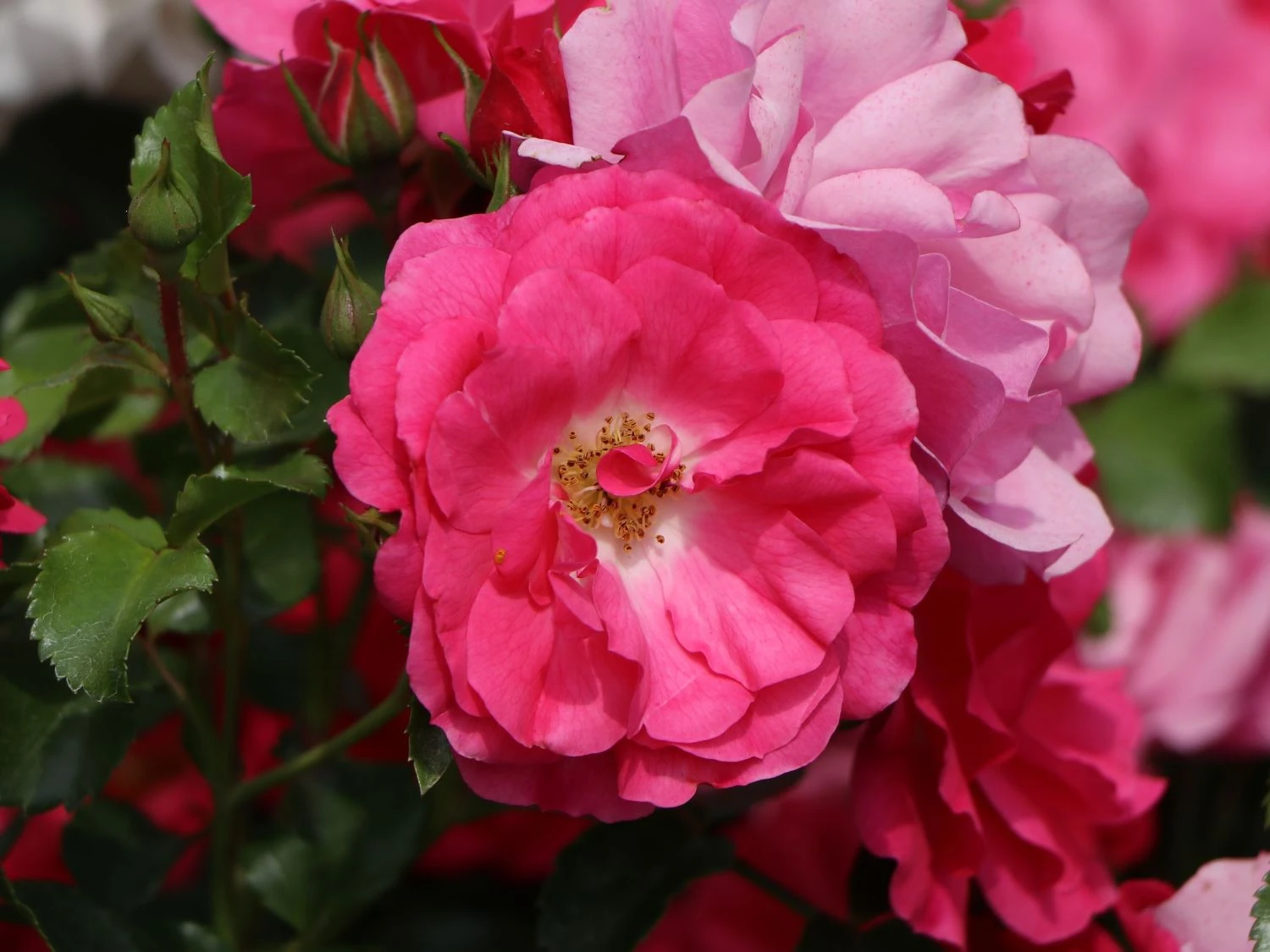 Bodendecker-Rose 'Heidetraum' ® 7 Bodendecker-Rose 'Heidetraum' ® – Bild 7
