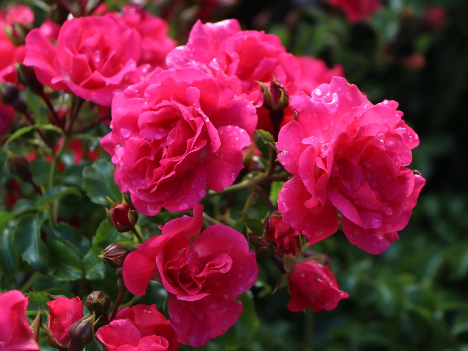 Bodendecker-Rose 'Heidetraum' ® 6 Bodendecker-Rose 'Heidetraum' ® – Bild 6