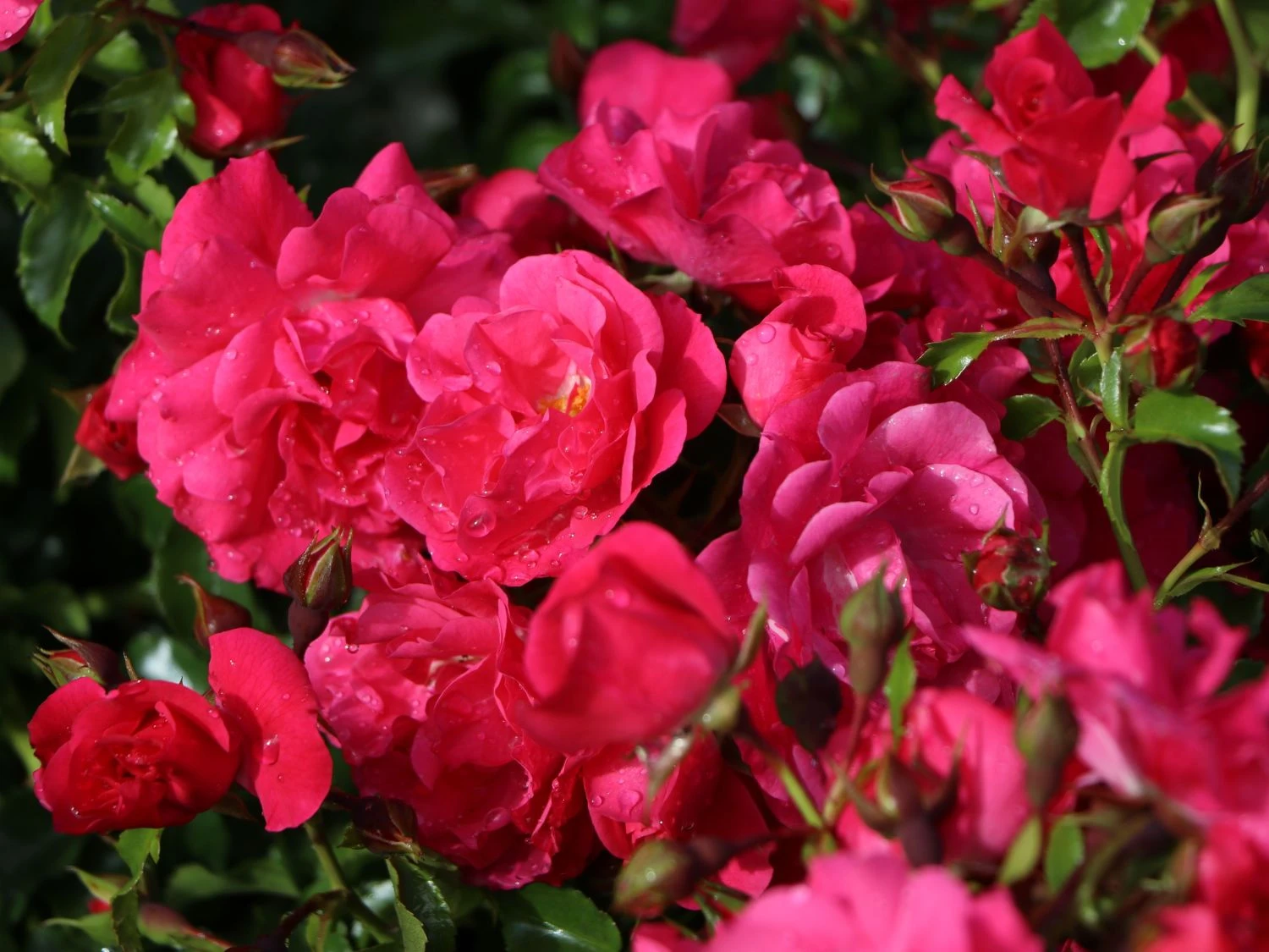 Bodendecker-Rose 'Heidetraum' ® 11 Bodendecker-Rose 'Heidetraum' ® – Bild 11