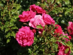 Bodendecker-Rose 'Heidetraum' ® 20 Bodendecker-Rose 'Heidetraum' ® -Deutschland Garten Funk Verkaufs-Shop bodendecker rose heidetraum m003358 w 5
