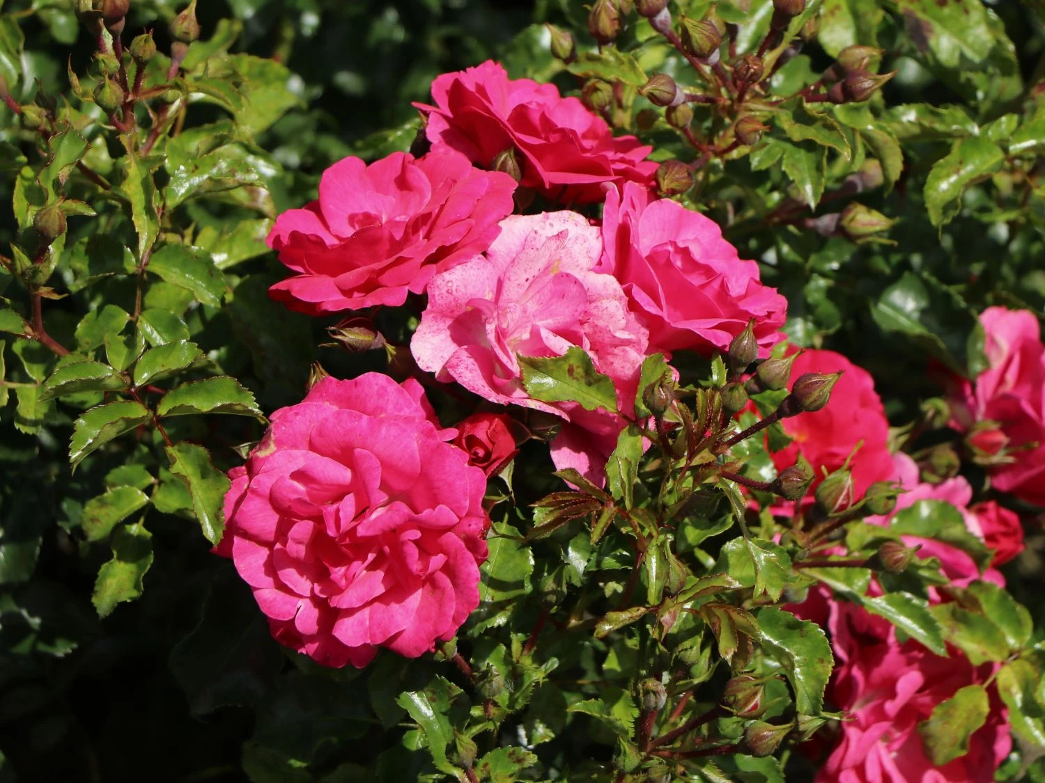 Bodendecker-Rose 'Heidetraum' ® 8 Bodendecker-Rose 'Heidetraum' ® – Bild 8