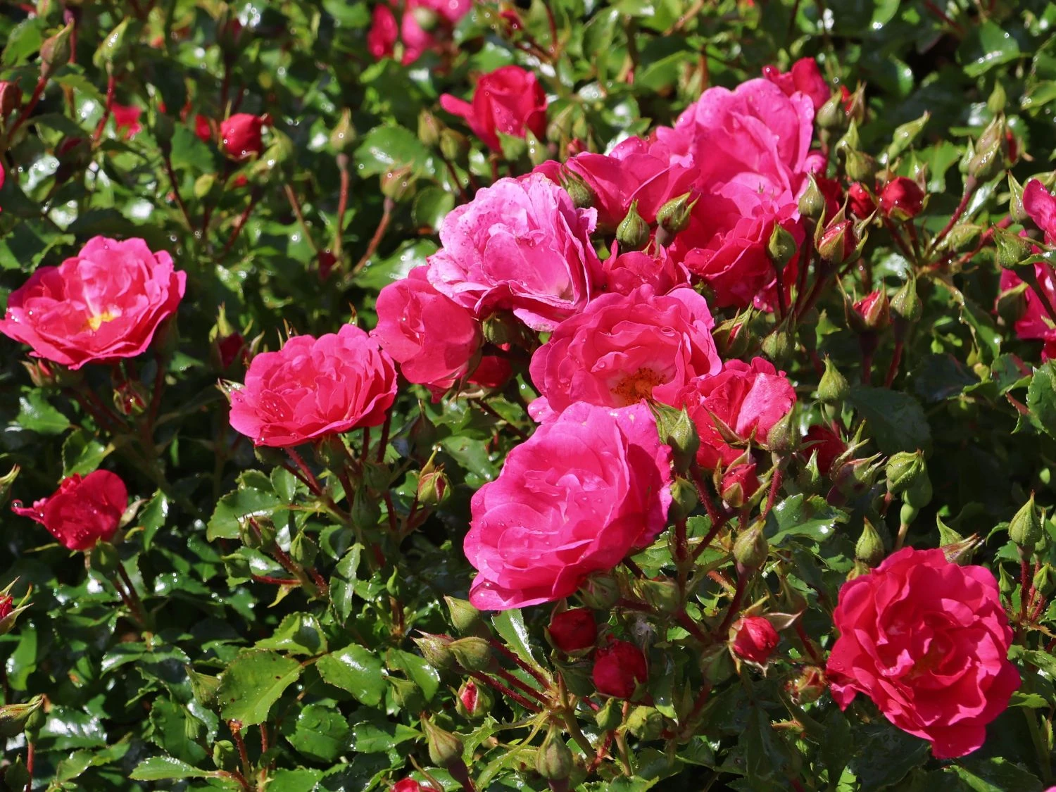 Bodendecker-Rose 'Heidetraum' ® 3 Bodendecker-Rose 'Heidetraum' ® – Bild 3