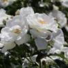 Bodendecker-Rose 'Innocencia' ®