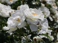 Bodendecker-Rose 'Innocencia' ®