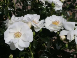 Bodendecker-Rose 'Innocencia' ® 19 Bodendecker-Rose 'Innocencia' ® -Deutschland Garten Funk Verkaufs-Shop bodendecker rose innocencia m005730 w 0