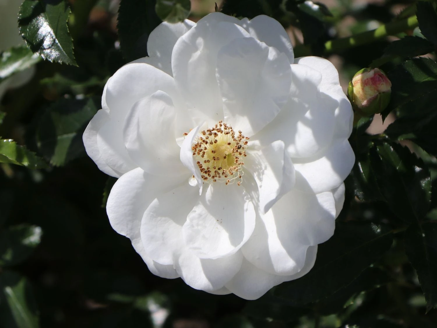 Bodendecker-Rose 'Innocencia' ® 4 Bodendecker-Rose 'Innocencia' ® – Bild 4