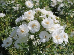 Bodendecker-Rose 'Innocencia' ® 21 Bodendecker-Rose 'Innocencia' ® -Deutschland Garten Funk Verkaufs-Shop bodendecker rose innocencia m005730 w 10