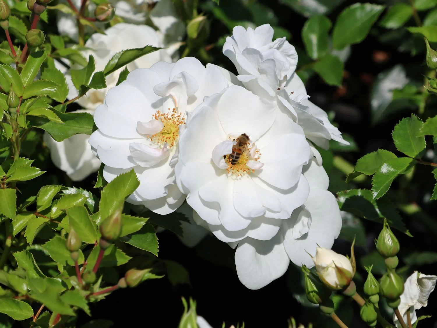 Bodendecker-Rose 'Innocencia' ® 2 Bodendecker-Rose 'Innocencia' ® – Bild 2