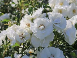 Bodendecker-Rose 'Innocencia' ® 18 Bodendecker-Rose 'Innocencia' ® -Deutschland Garten Funk Verkaufs-Shop bodendecker rose innocencia m005730 w 2