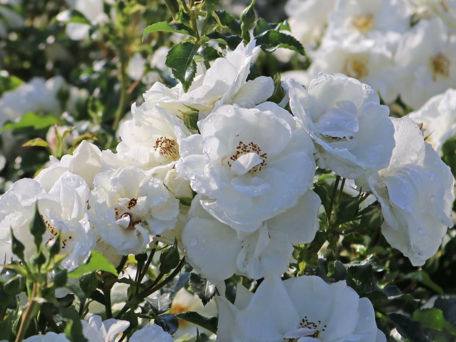 Bodendecker-Rose 'Innocencia' ® 5 Bodendecker-Rose 'Innocencia' ® – Bild 5