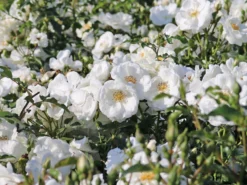 Bodendecker-Rose 'Innocencia' ® 16 Bodendecker-Rose 'Innocencia' ® -Deutschland Garten Funk Verkaufs-Shop bodendecker rose innocencia m005730 w 3