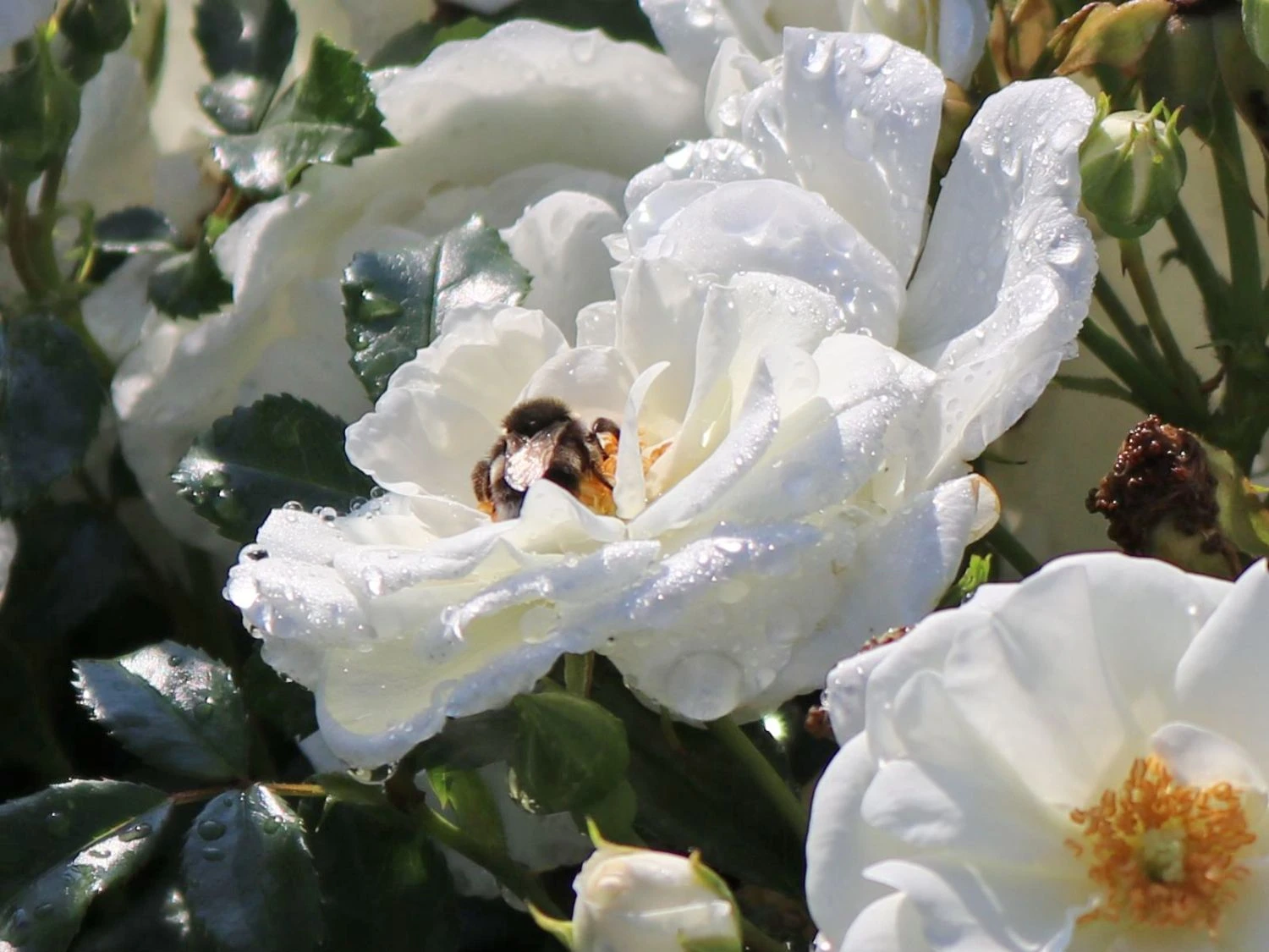 Bodendecker-Rose 'Innocencia' ® 9 Bodendecker-Rose 'Innocencia' ® – Bild 9