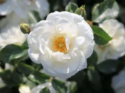 Bodendecker-Rose 'Innocencia' ® 20 Bodendecker-Rose 'Innocencia' ® -Deutschland Garten Funk Verkaufs-Shop bodendecker rose innocencia m005730 w 5