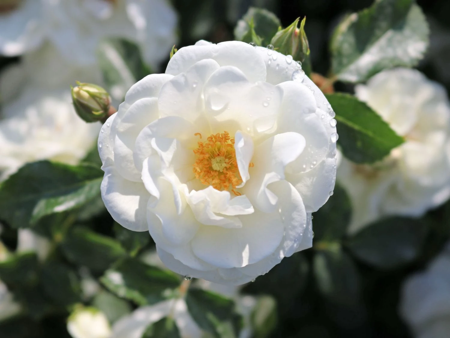 Bodendecker-Rose 'Innocencia' ® 7 Bodendecker-Rose 'Innocencia' ® – Bild 7