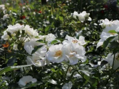 Bodendecker-Rose 'Innocencia' ® 24 Bodendecker-Rose 'Innocencia' ® -Deutschland Garten Funk Verkaufs-Shop bodendecker rose innocencia m005730 w 6