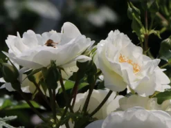 Bodendecker-Rose 'Innocencia' ® 23 Bodendecker-Rose 'Innocencia' ® -Deutschland Garten Funk Verkaufs-Shop bodendecker rose innocencia m005730 w 7