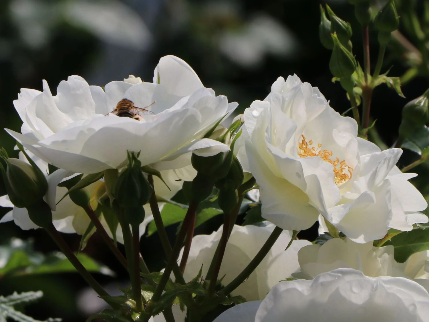 Bodendecker-Rose 'Innocencia' ® 10 Bodendecker-Rose 'Innocencia' ® – Bild 10