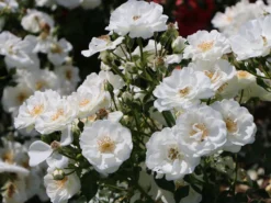 Bodendecker-Rose 'Innocencia' ® 25 Bodendecker-Rose 'Innocencia' ® -Deutschland Garten Funk Verkaufs-Shop bodendecker rose innocencia m005730 w 8